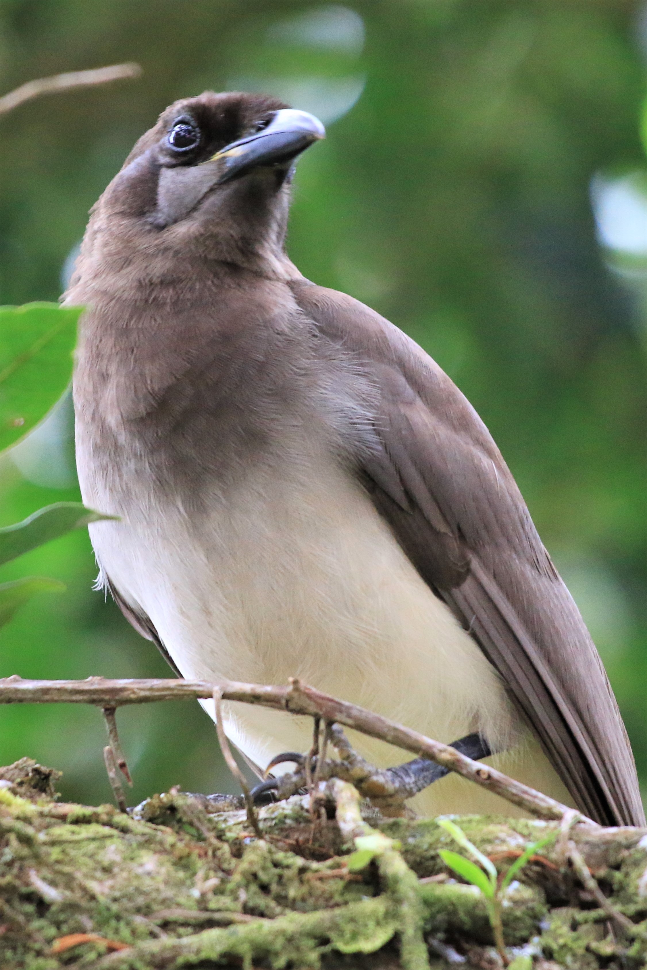 Costa Rica